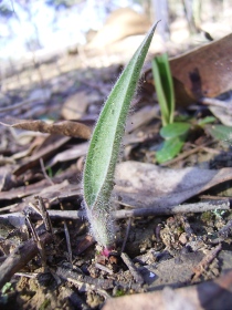A hairy leaf of the spider orchid