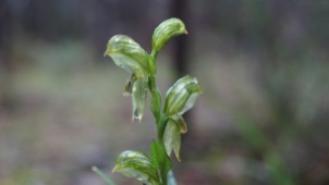 The labellum of the Bunochilus viriosous (also known as Pterostylis viriosous) can be triggered. Photographed in Hardy Scrub