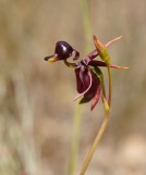 The duck orchids can not be grown
