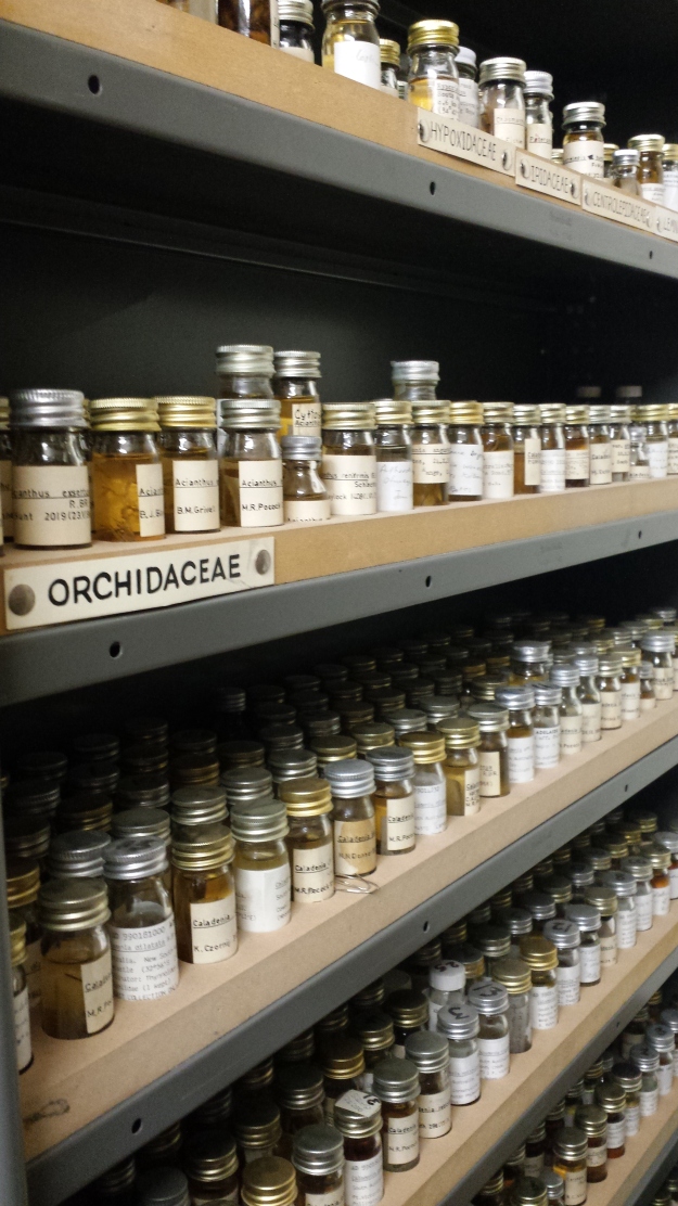 Some of the orchids preserved in small bottles of alcohol